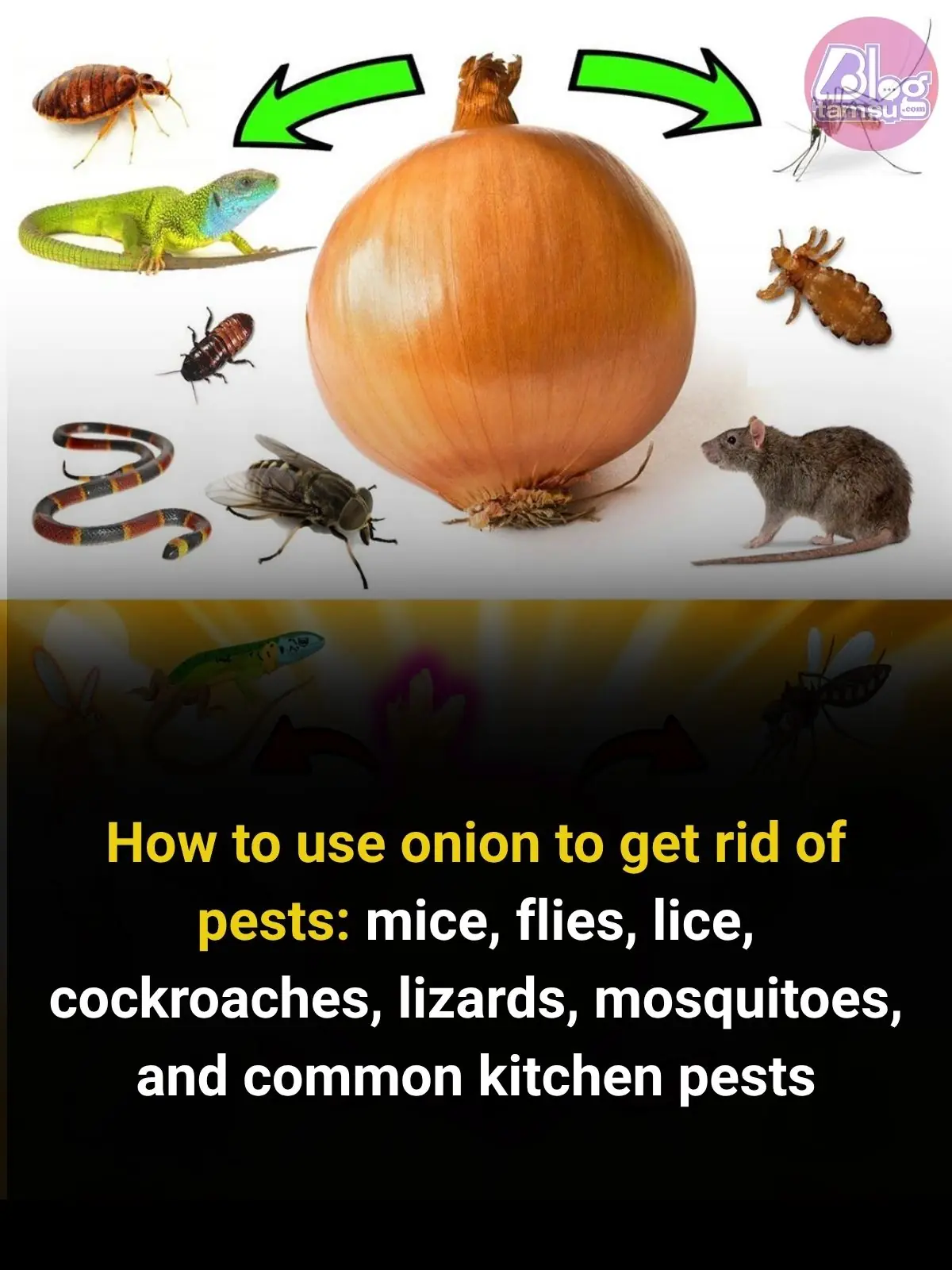 How to Use Onion to Get Rid of Pests: