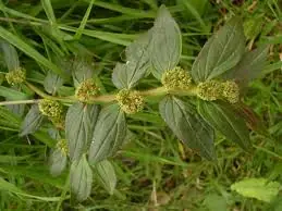 The Hidden Healing Plant: Why Euphorbia Hirta Is Becoming Nature’s Most Unexpected Health Powerhouse