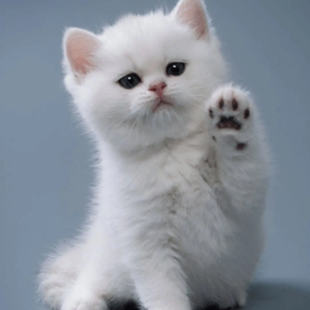 Whiskers Beneath the Willow Tree