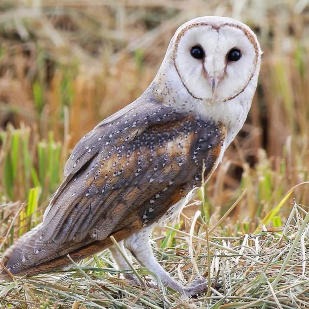 Whispers beneath the wings