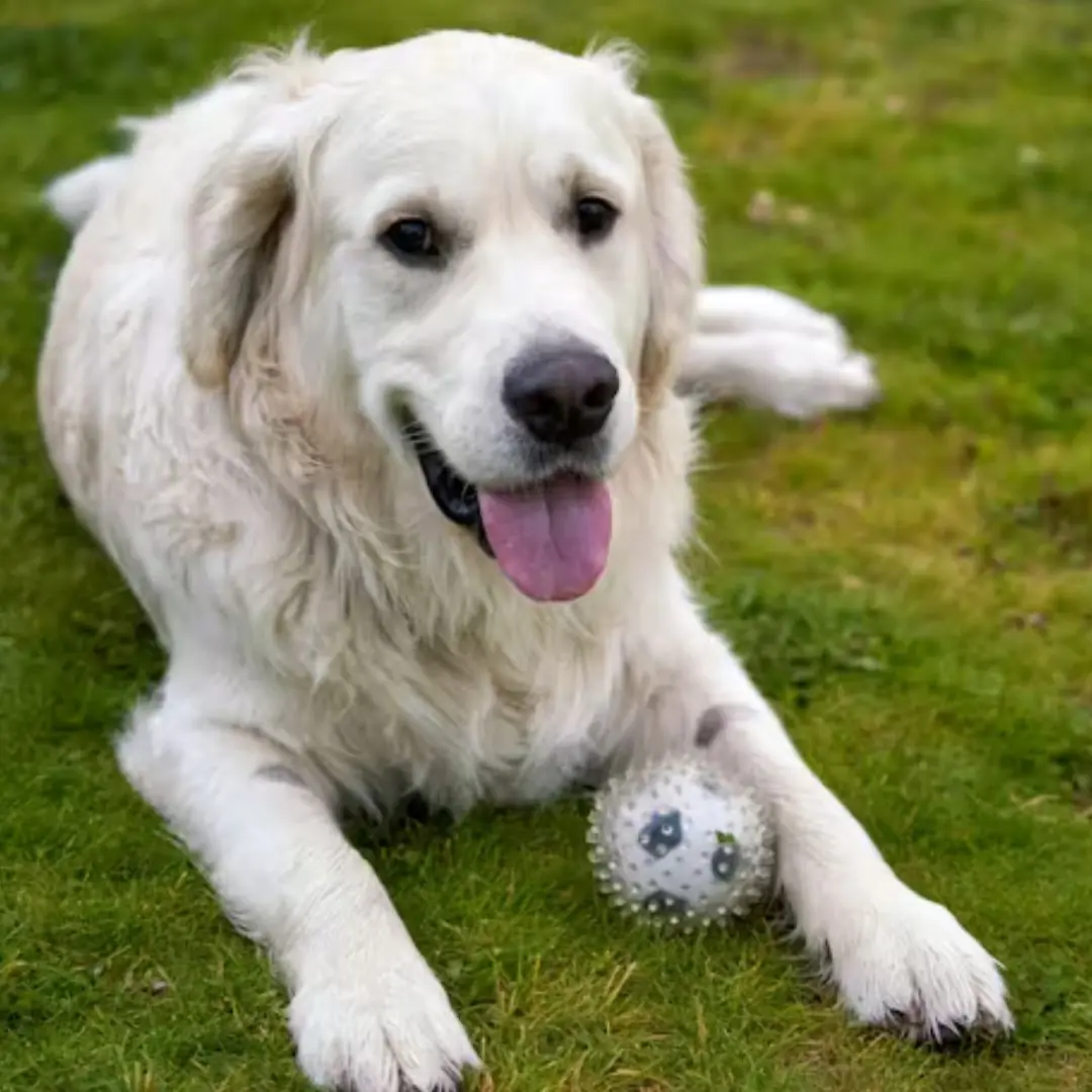 The Lantern Dog of Maple Street