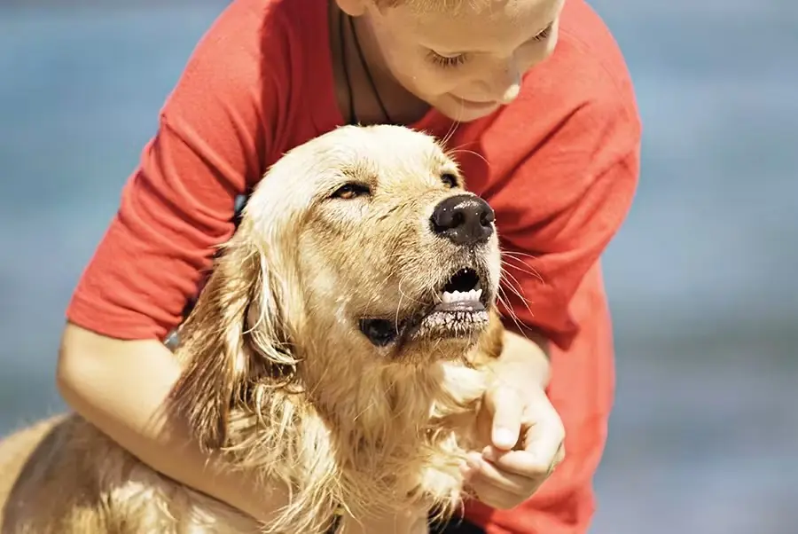 George, the Brave Little Terrier Who Saved Five Children