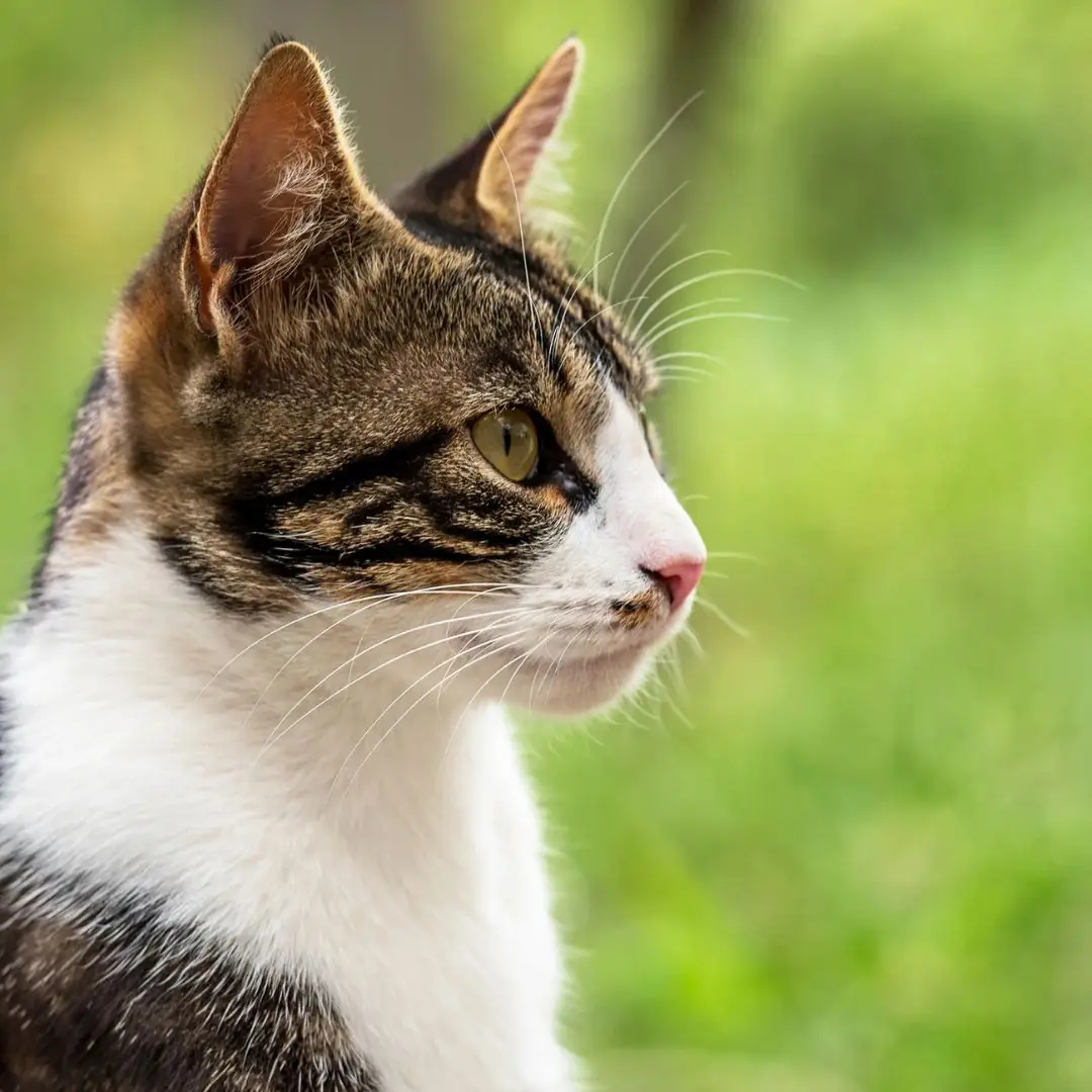 Whiskers Beneath the Willow Tree