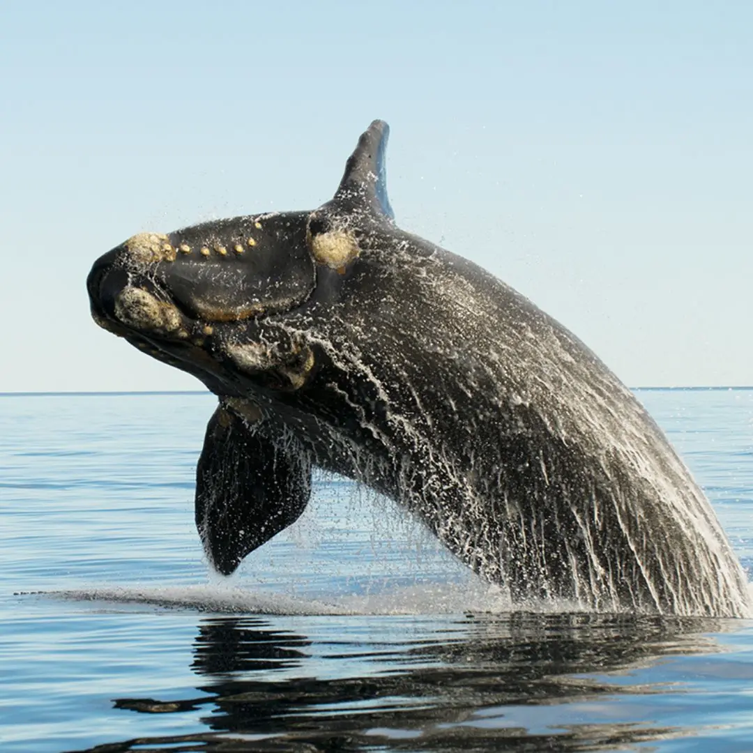 The Last Lantern Whale