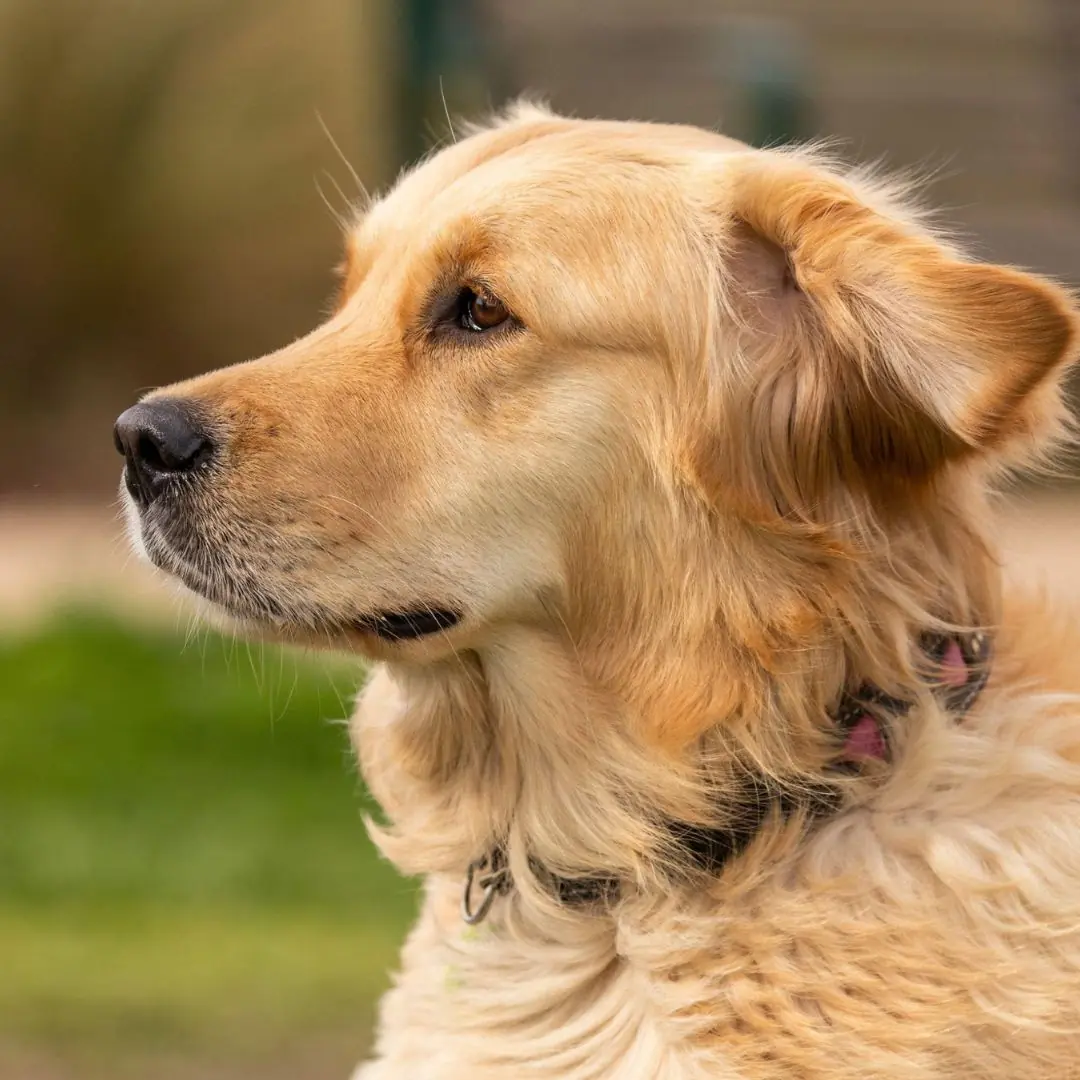 Echoes of the Forgotten Meadow