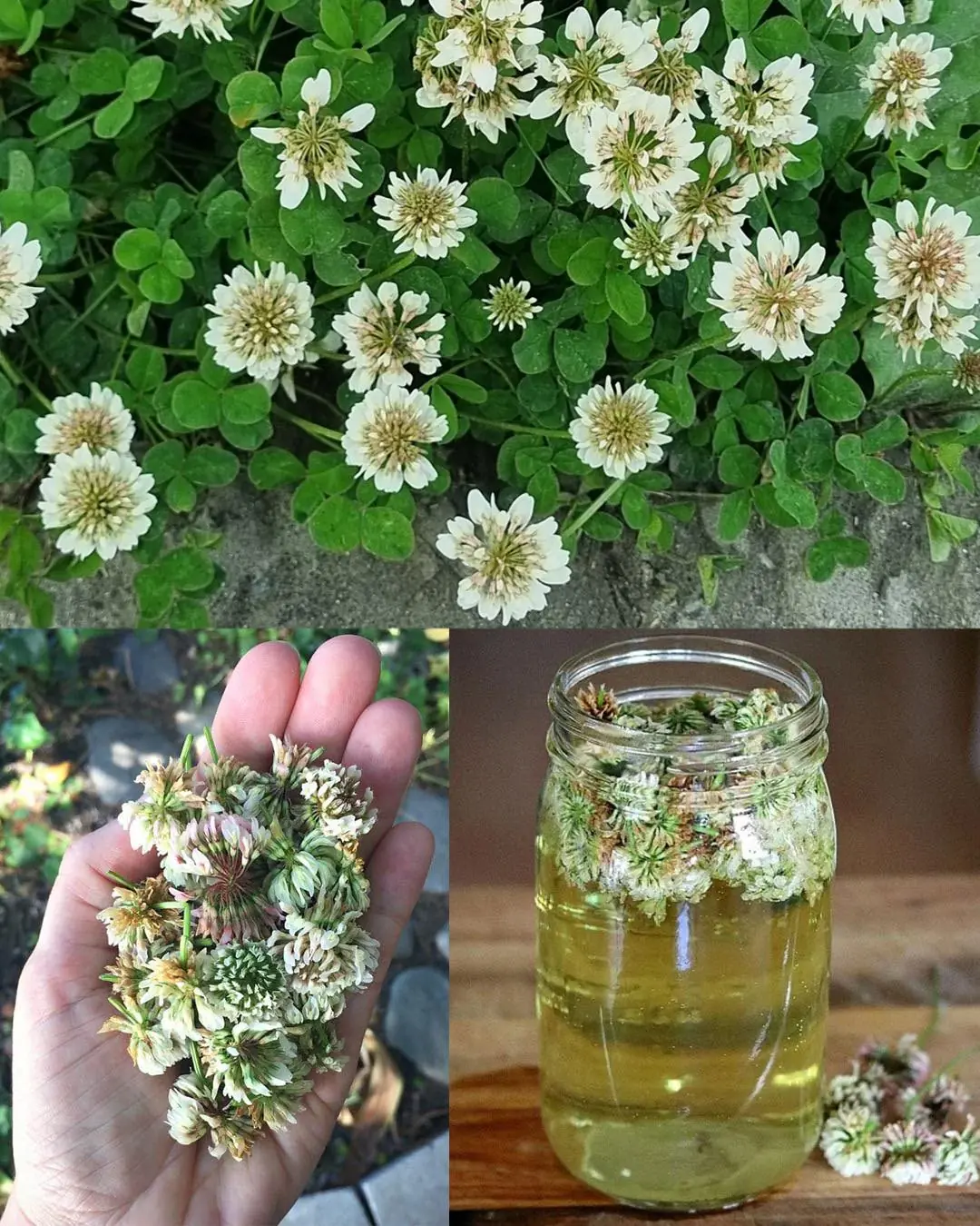 White Clover (Trifolium repens): 15 Benefits and Homemade Uses