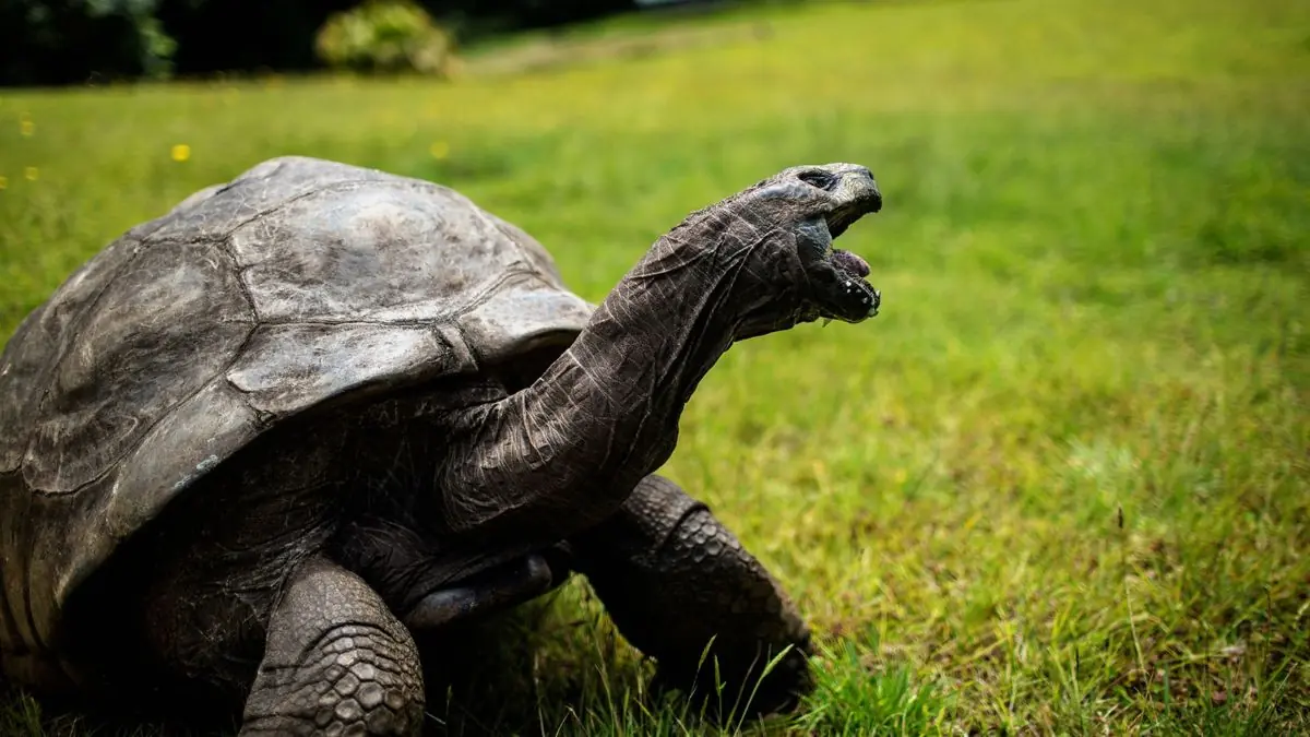 Jonathan, the Oldest Living Tortoise in the World