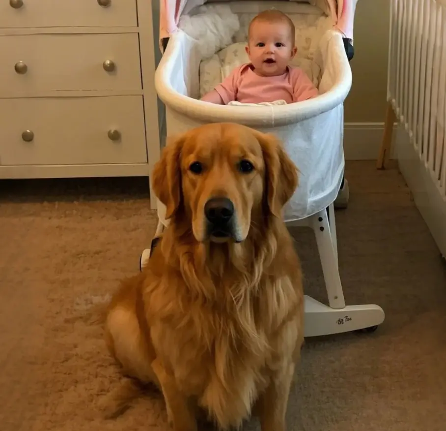 Our Golden Retriever wouldn’t stop barking at the nanny—what I saw on the security footage left me speechless