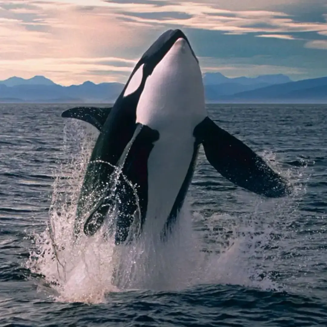 The Song of the Whale