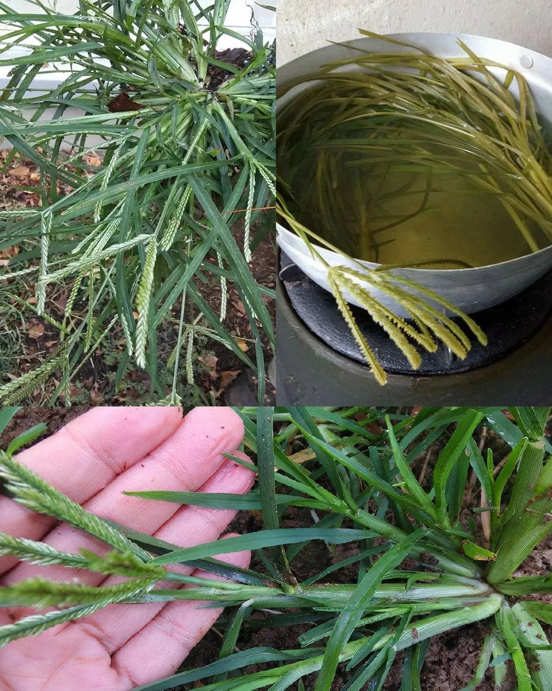 The hidden power of goosegrass that you may not know