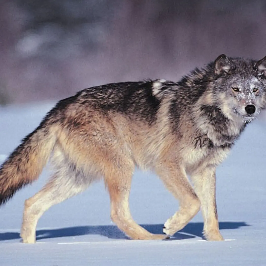 The Bridge Beneath the Willow