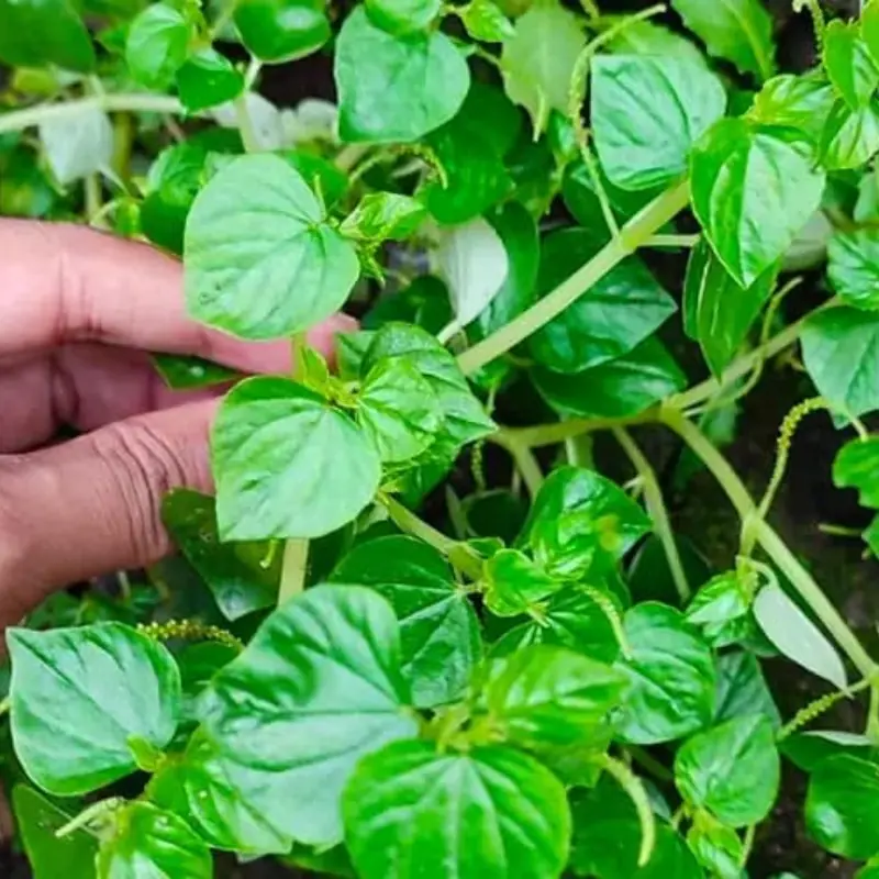 Often Ignored and Inexpensive, This Vegetable Is Known as a ‘Longevity Green’ Thanks to Its High Calcium and Immune-Boosting Benefits