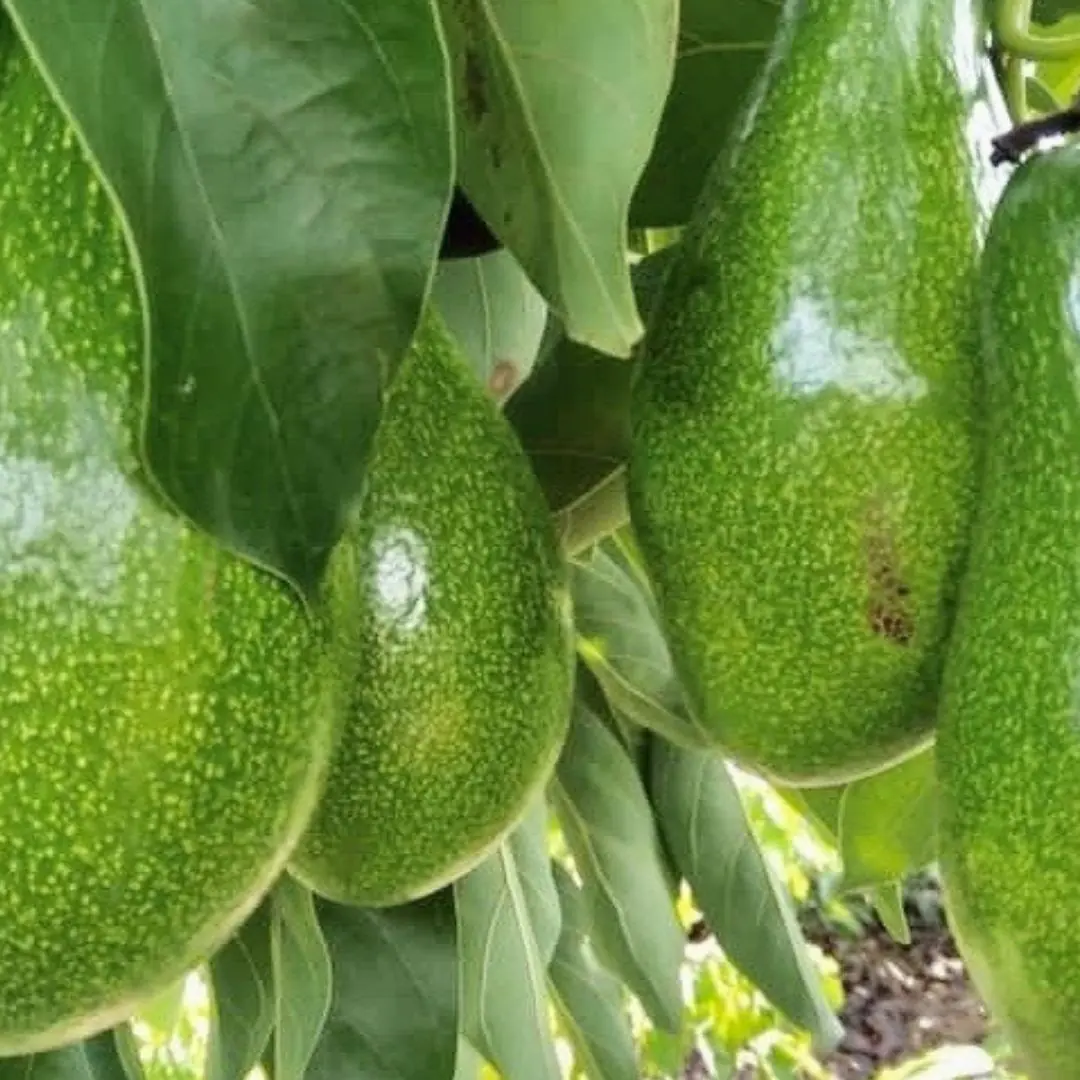 Eating Too Much Avocado?  These Surprising Side Effects Might Sh:ock You