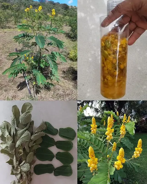 The Powerful Medicinal Benefits and Uses of Senna alata