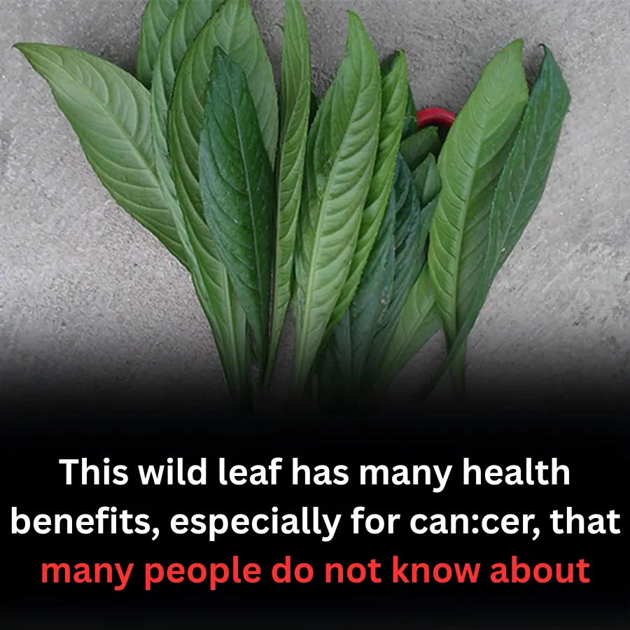 6 unexpected effects of perilla leaves