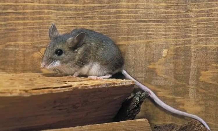 3 Simple and Effective Ways to Keep Your Home Completely Mouse-Free