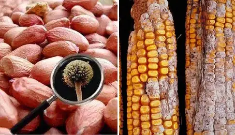 3 foods that become highly to.xic after mold appears - What you must know to protect your health