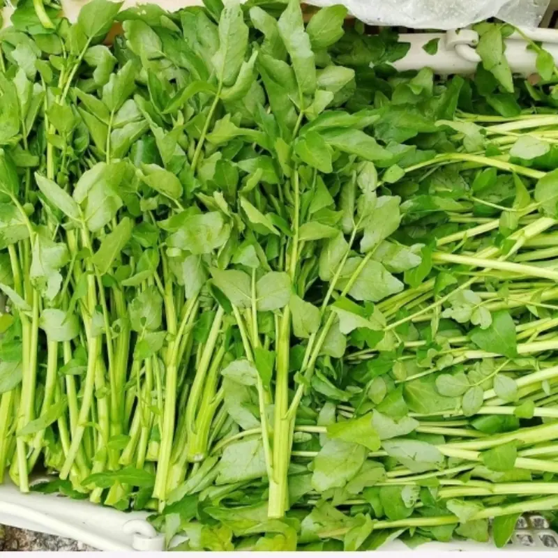 4 Vegetables Proven to Help Reduce Can.cer Risk