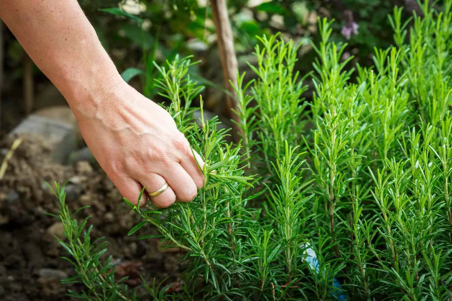 The Age-Defying Herb: How Rosemary Supports Brain Health, Immunity, and Emotional Balance