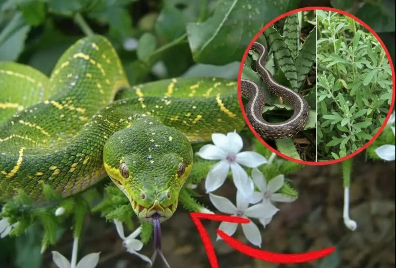 6 Plants That Attract Snakes Into Your Home