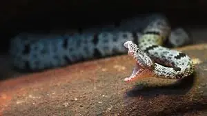 Bit:ten by a Snake? Do These Things First to Stay Safe