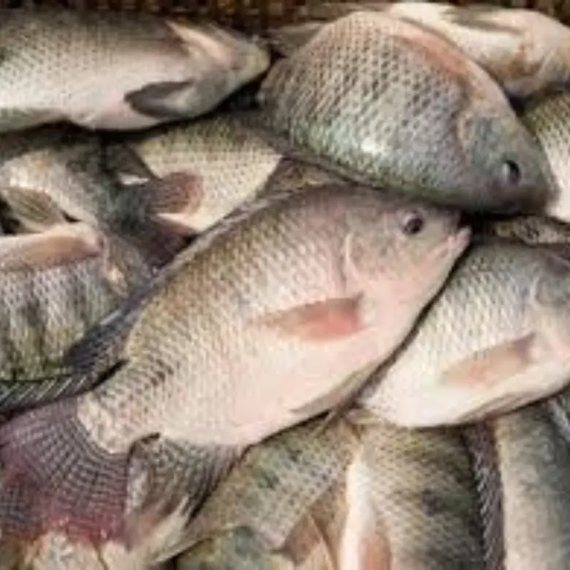 6 types of fish, no matter how cheap, should not be bought to eat: Even doctors are afraid