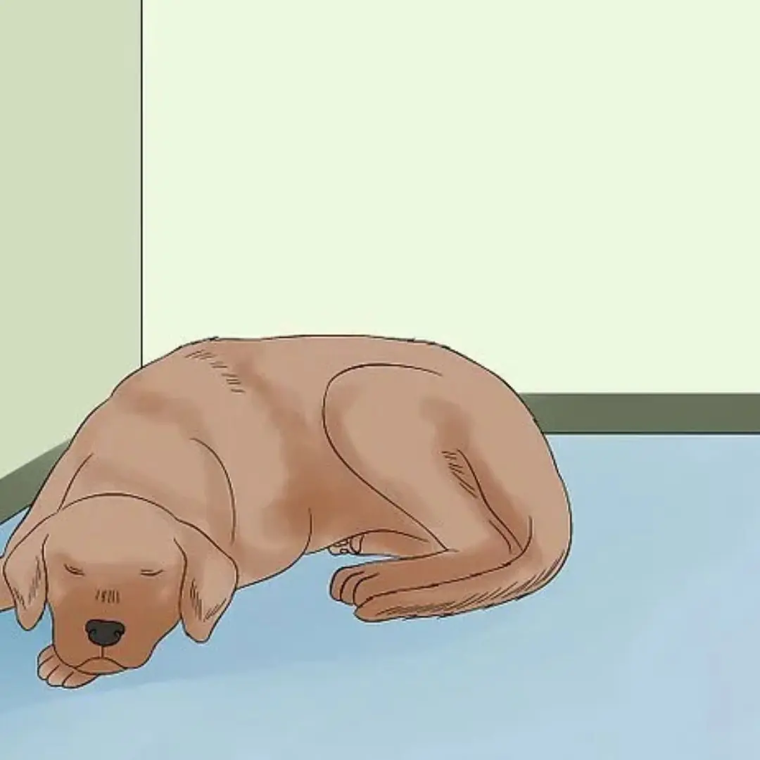 Heartbreaking but Important: Subtle Signs Your Dog May Be Nearing the End of Life