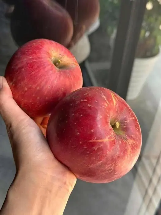 Doctors Reveals That Eating Apples Causes