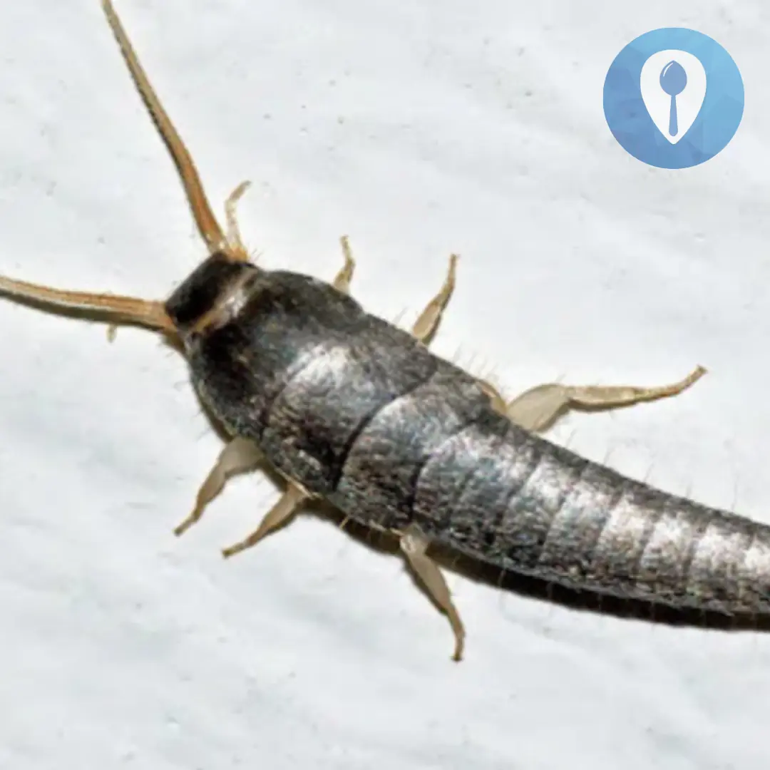 If You Find This Insect in Your Home, Here’s What It Means