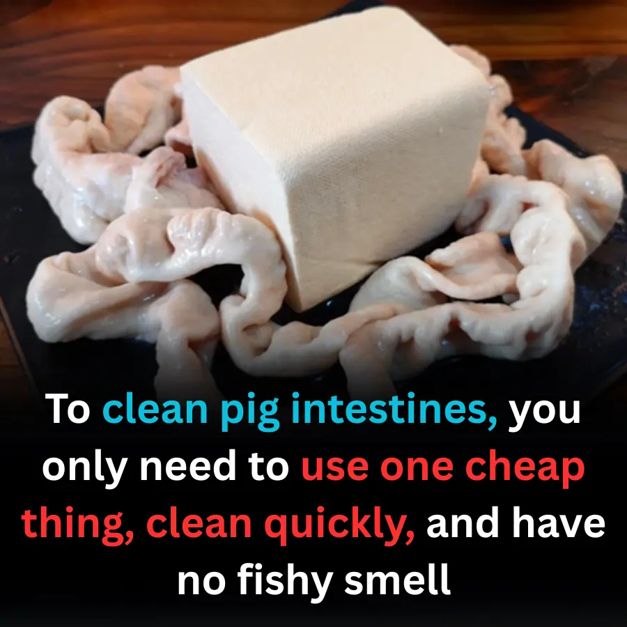 To clean pig intestines, you only need to use one cheap thing, clean quickly, and have no fishy smell