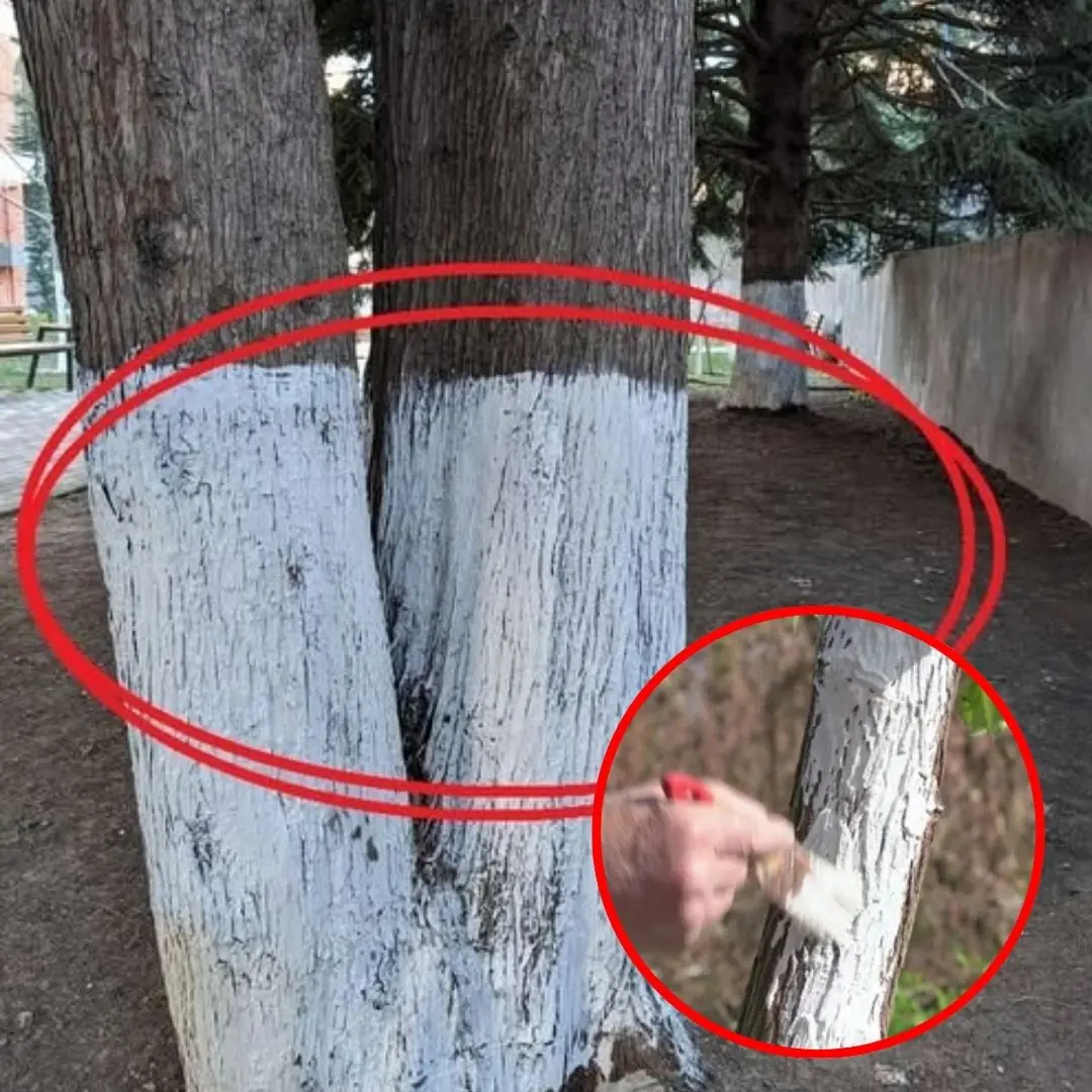 Why did uniformed workers suddenly paint all the tree trunks in our neighborhood white? The real explanation might surprise you