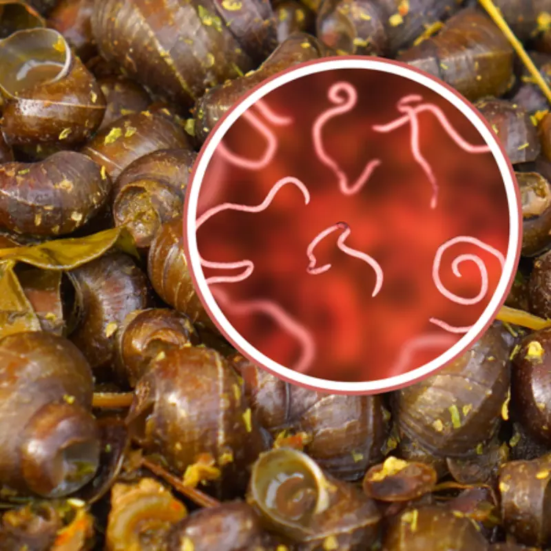 Warning: 4 Common Foods So Full of Para.sites That Even Boiling Can’t Ki.ll Them