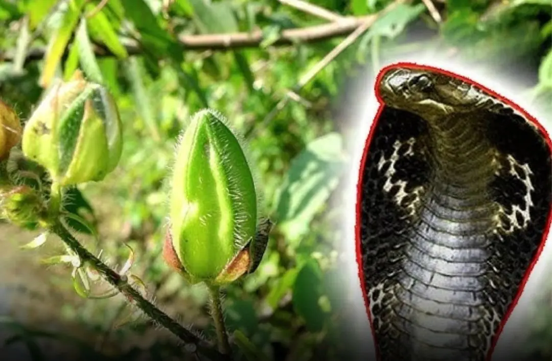 Snakes Hate These 5 Plants — Grow Them on Your Balcony to Keep Your Home Safe
