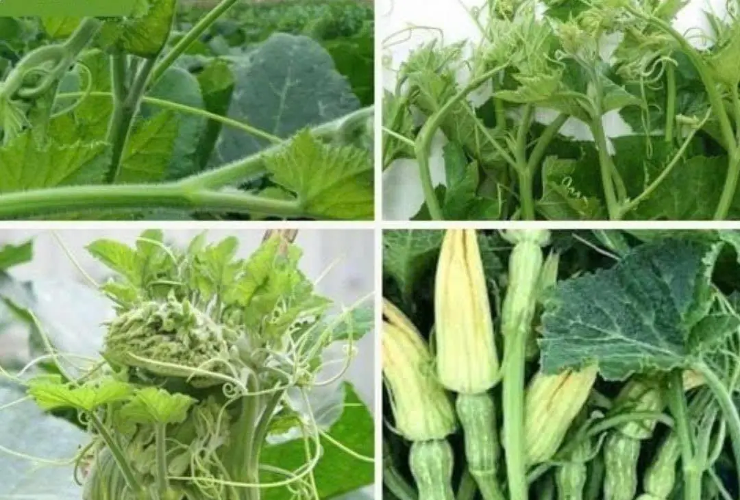 These 3 vegetables have a high risk of causing ca.n.cer. Know early to avoid them and tell your loved ones!