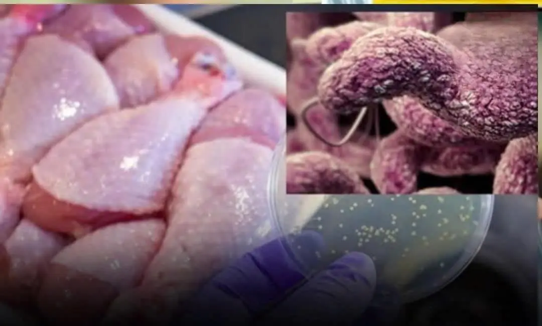 These 4 to.x.ic chicken parts are full of parasites yet people still eat them.