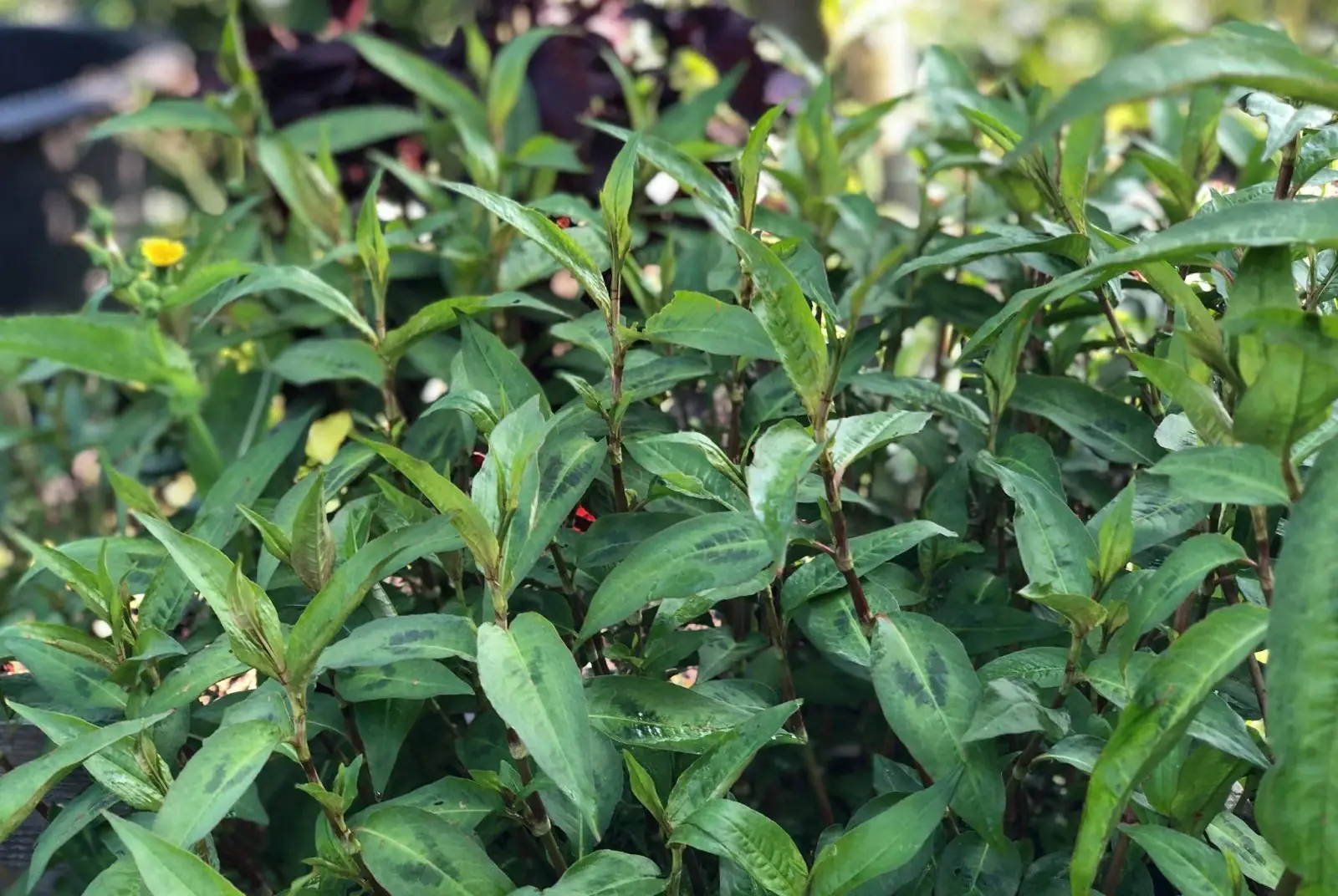 No matter how small your house is, you must grow this plant in your house