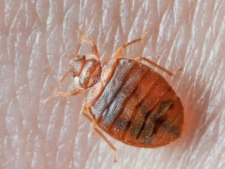 Home remedies for bed bugs that really work