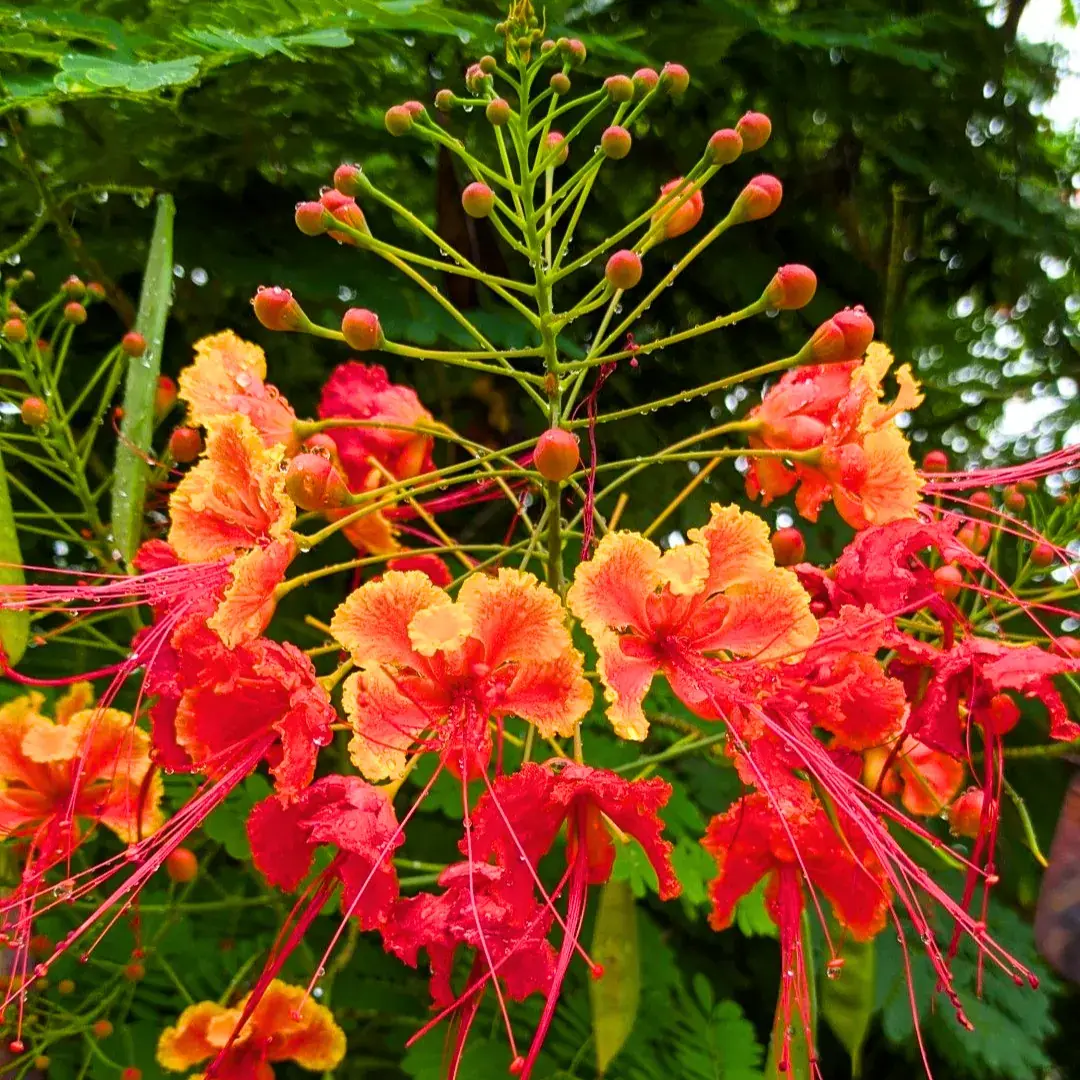 The Hidden Strength of Caesalpinia pulcherrima: A Deep Dive into Its Benefits and Traditional Medicinal Uses