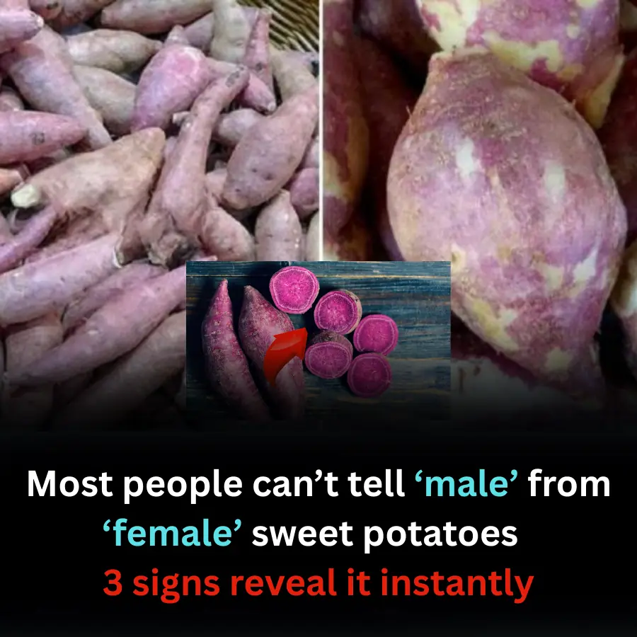 Most people can’t tell ‘male’ from ‘female’ sweet potatoes   3 signs reveal it instantly