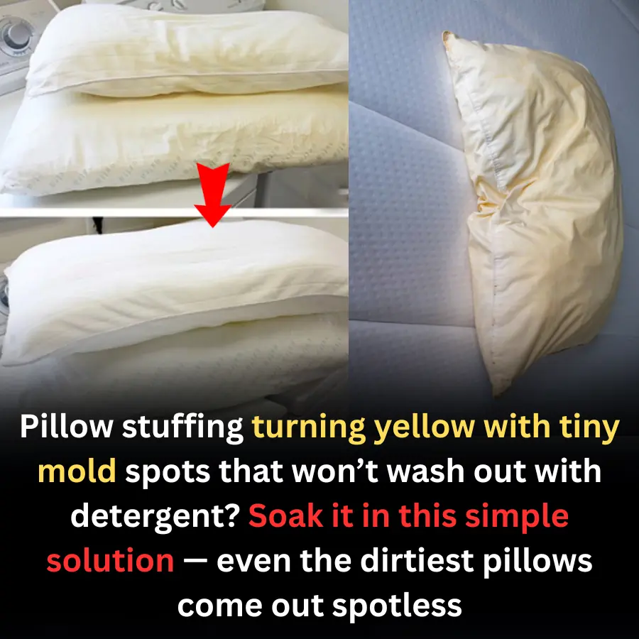 Yellow, Moldy Pillow Filling? A Simple Soaking Method Can Restore It Like New