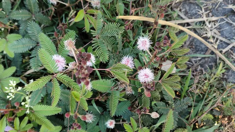 The hidden power of Mimosa Pudica: 30 benefits and homemade uses