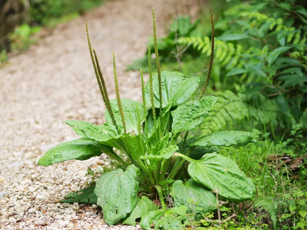 The Incredible Benefits of Plantago lanceolata