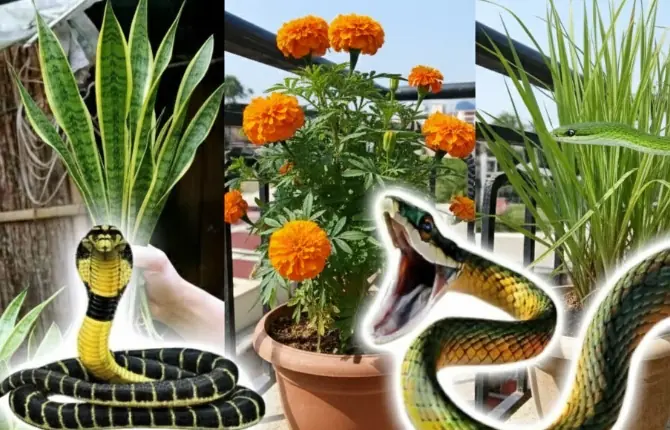 The top 5 plants snakes don’t like