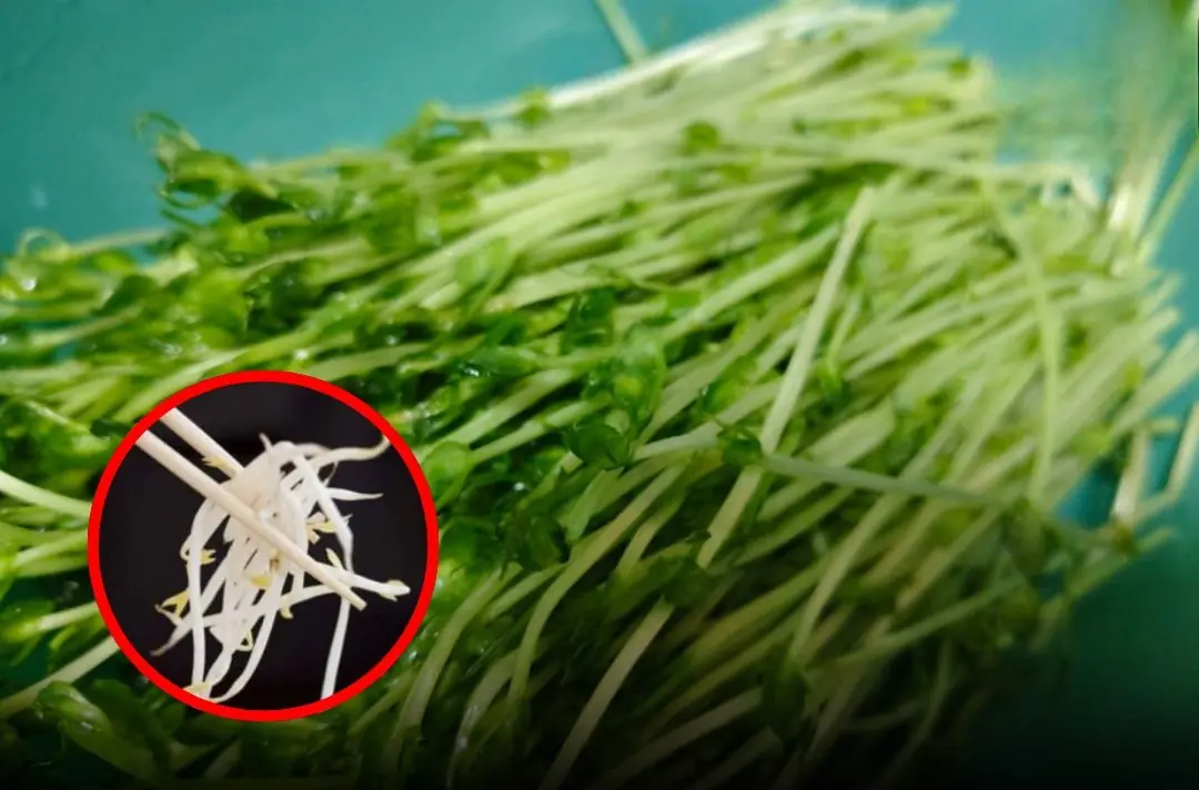 Can:cer - Linked Vegetables Many People Still Eat — Stop Consuming Them Now