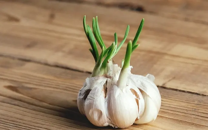 Benefits of eating sprouted garlic that you may not know