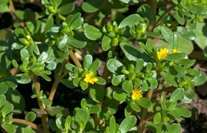 What happens to your body if you eat purslane every day?