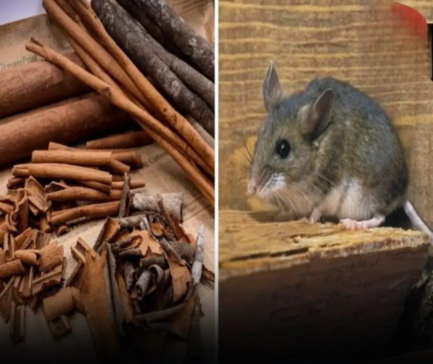 Put them in your home and mice will run away