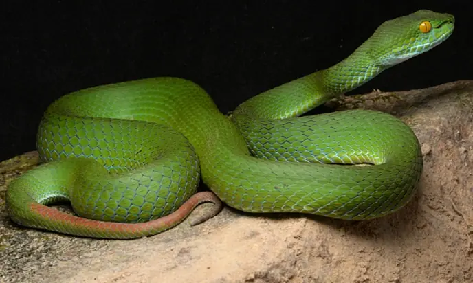 7 powerful scents that repel snakes and keep your home safe