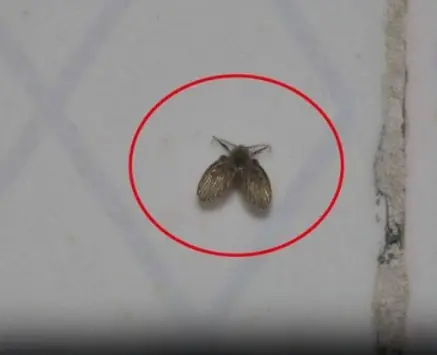 Little Black Bugs in the Bathroom? Here’s What They Are & How to Get Rid of Them for Good