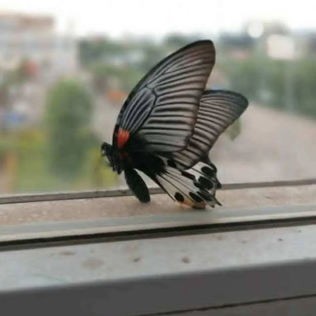What it means when black butterflies visit your home